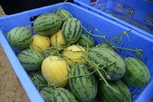 2022网红吃瓜群,揭秘娱乐圈幕后风云