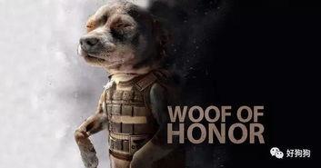 娱乐吃瓜汪星人是谁